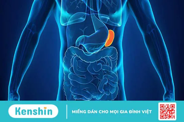 Giải phẫu lách: Cấu tạo, chức năng và các bệnh lý thường gặp