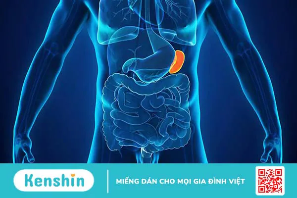 Giải phẫu lách: Cấu tạo, chức năng và các bệnh lý thường gặp 1