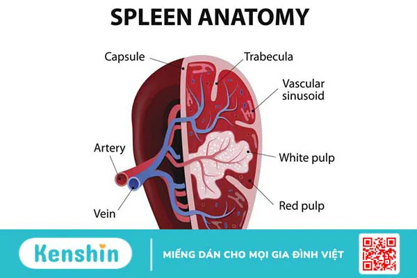 Giải phẫu lách: Cấu tạo, chức năng và các bệnh lý thường gặp 2