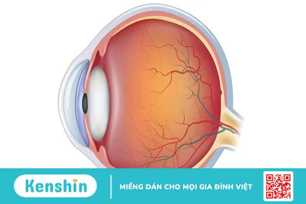 Giải phẫu mắt và các bệnh lý về mắt