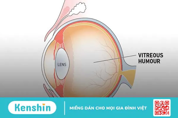 Giải phẫu mắt và các bệnh lý về mắt 3