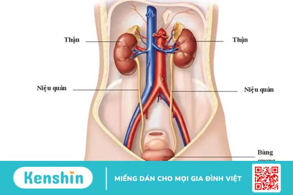 Giải phẫu niệu quản: Vị trí, cấu tạo, chức năng và các bệnh lý liên quan