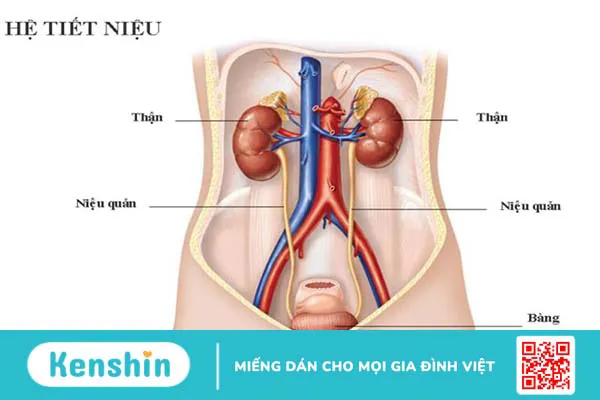 Giải phẫu niệu quản: Vị trí, cấu tạo, chức năng và bệnh lý liên quan 1