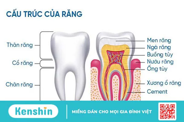 Giải phẫu răng: Cấu tạo và chức năng của từng loại răng