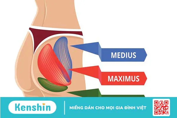 Glutes là gì? Các bài tập cơ Glutes hiệu quả