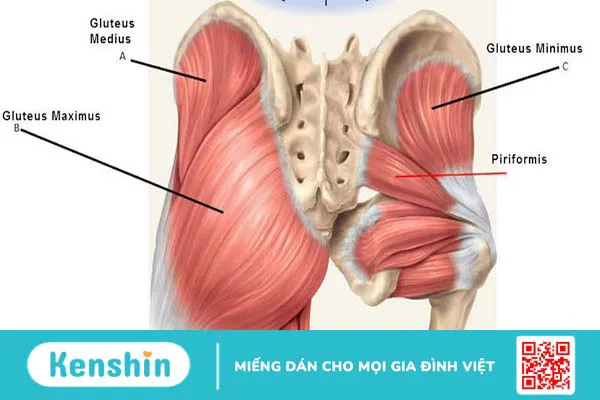 Glutes là gì? Các bài tập cơ Glutes hiệu quả