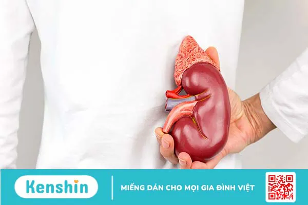 Góc giải đáp: Viêm cầu thận mạn sống được bao lâu?