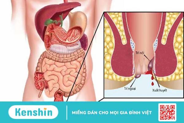 Hậu môn bình thường có cấu tạo và chức năng như thế nào?