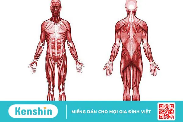 Hệ thống cơ và vai trò của cơ đối với cơ thể người