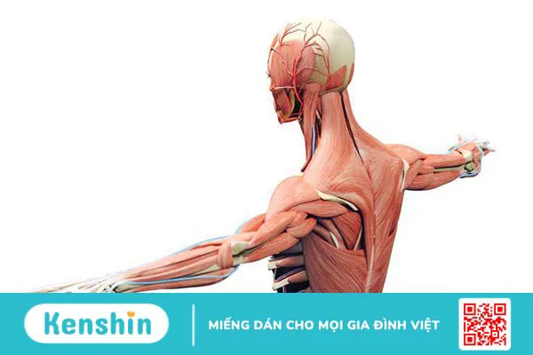 Hệ thống cơ và vai trò của cơ đối với cơ thể người