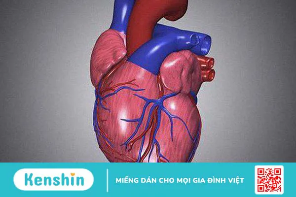 Hệ thống cơ và vai trò của cơ đối với cơ thể người