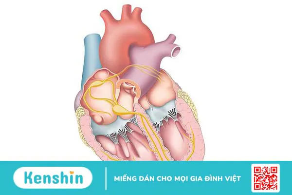 Hệ thống dẫn truyền của tim là gì và một số vấn đề bạn cần biết