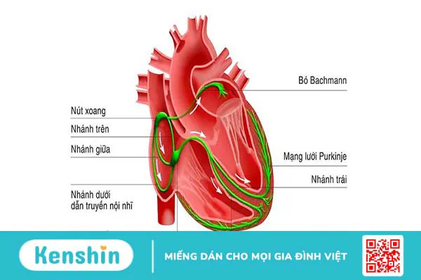 Hệ thống dẫn truyền của tim là gì và một số vấn đề bạn cần biết