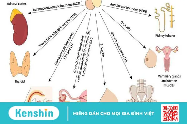 Hệ thống nội tiết bao gồm những cơ quan nào? Chúng có vai trò gì trong cơ thể?