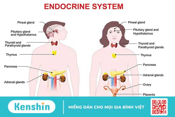 Hệ thống nội tiết bao gồm những cơ quan nào? Chúng có vai trò gì trong cơ thể? 2