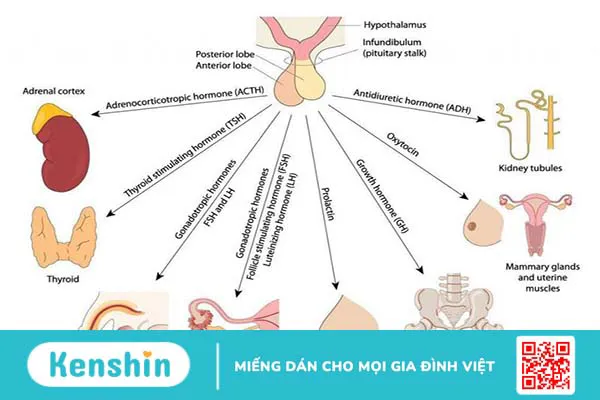 Hệ thống nội tiết bao gồm những cơ quan nào? Chúng có vai trò gì trong cơ thể? 3