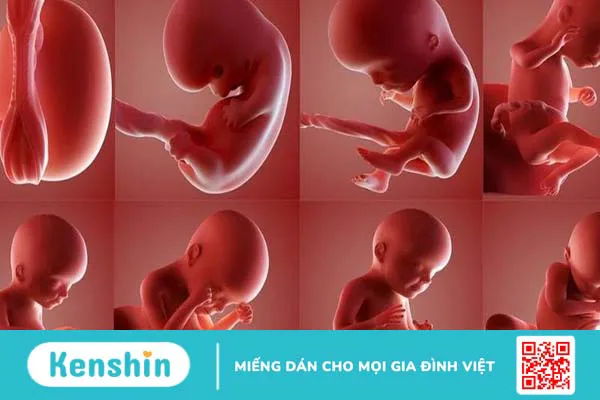 Hiện tượng thai máy 3 tháng đầu: Những điều mẹ bầu cần biết