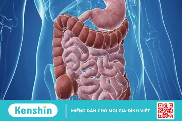 Hiểu rõ về phản xạ dạ dày ruột và cách bảo vệ sức khoẻ