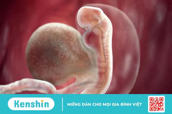 Hình ảnh túi thai 4 tuần tuổi như thế nào? Những lưu ý mẹ bầu cần nhớ khi thai 4 tuần tuổi