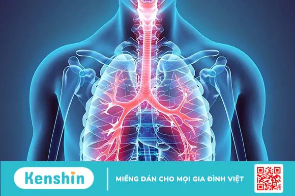 Hình thể ngoài, cấu trúc của nhu mô phổi và các bệnh lý liên quan thường gặp