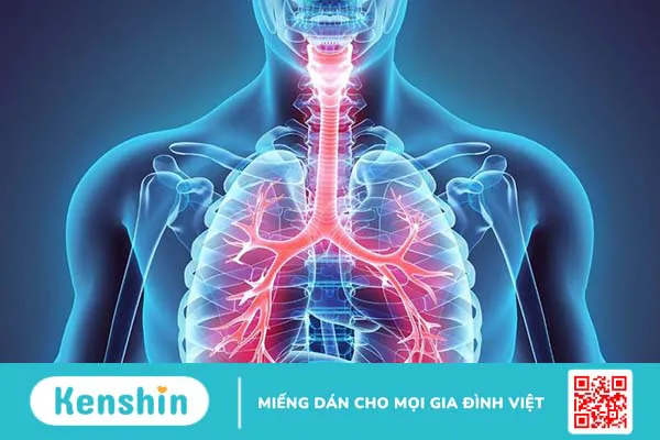 Hình thể ngoài, cấu trúc của nhu mô phổi và các bệnh lý liên quan thường gặp