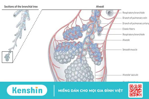 Hình thể ngoài, cấu trúc của nhu mô phổi và các bệnh lý liên quan thường gặp