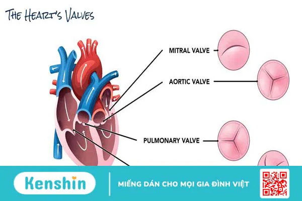 Hở van tim bẩm sinh: Nguyên nhân, triệu chứng và cách điều trị