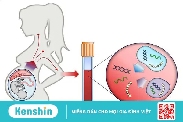 Hỏi đáp: Thai bao nhiêu tuần thì xét nghiệm ADN được?