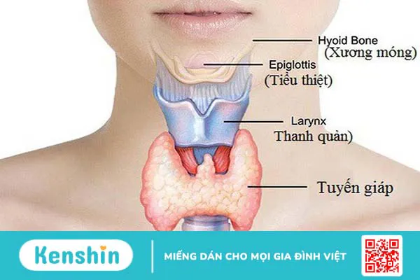 Hormon tuyến giáp là gì? Vai trò của hormon tuyến giáp quan trọng thế nào? 1