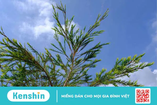 Hướng dẫn mẹ cách dùng tinh dầu tràm cho trẻ