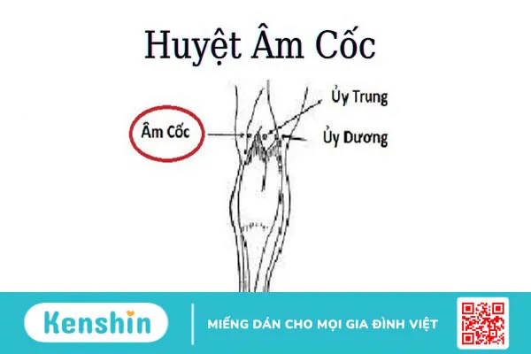 Huyệt Âm Cốc là gì? Chức năng của huyệt Âm Cốc trong cơ thể