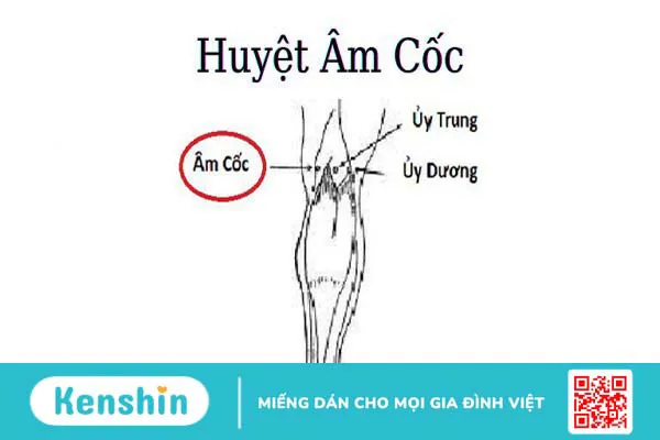 Huyệt Âm Cốc là gì? Chức năng của huyệt Âm Cốc trong cơ thể