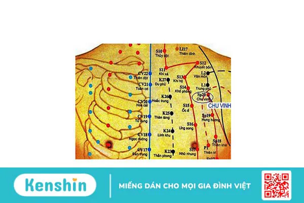 Huyệt Chu Vinh và những tác dụng trong Y học cổ truyền