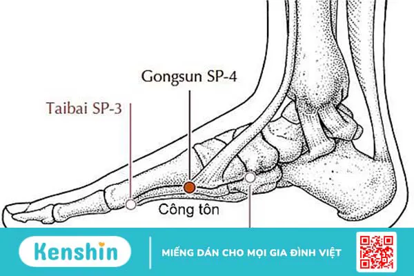 Huyệt công tôn có tác dụng gì? Cách tác động vào huyệt công tôn hiệu quả