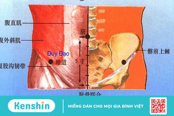 Huyệt Duy Đạo - huyệt vị hỗ trợ điều trị táo bón