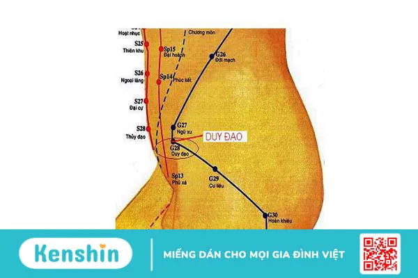 Huyệt Duy Đạo - huyệt vị hỗ trợ điều trị táo bón