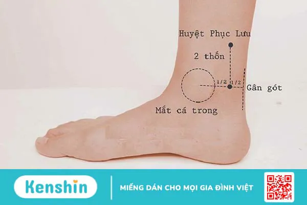 Huyệt Phục Lưu là gì? Vị trí của huyệt Phục Lưu nằm ở đâu?