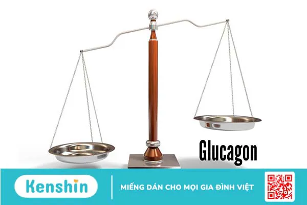 Insulin và glucagon là gì? Tương tác giữa hormone insulin và glucagon