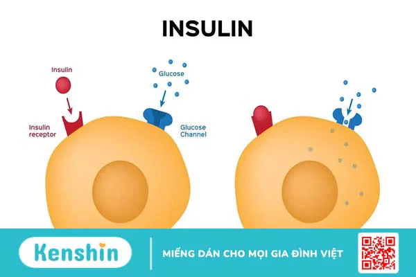 Insulin và glucagon là gì? Tương tác giữa hormone insulin và glucagon