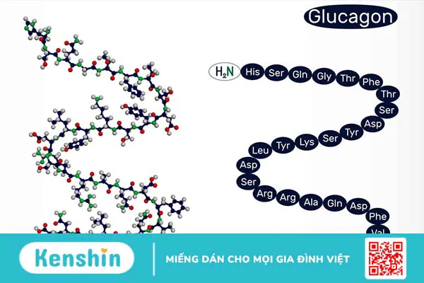 Insulin và glucagon là gì? Tương tác giữa hormone insulin và glucagon