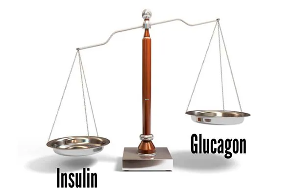 Insulin và glucagon là gì? Tương tác giữa hormone insulin và glucagon