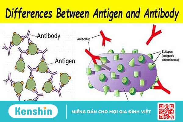 Kháng nguyên là gì? Sự khác biệt giữa kháng nguyên và kháng thể