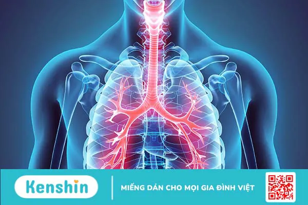 Khí quản: Vị trí, chức năng và các căn bệnh liên quan