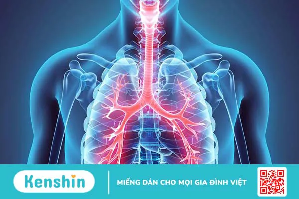 Khí quản: Vị trí, chức năng và các căn bệnh liên quan