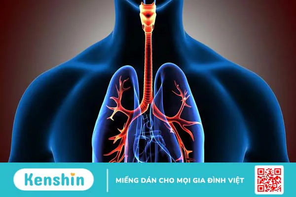 Khí quản: Vị trí, chức năng và các căn bệnh liên quan