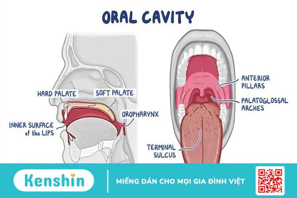 Khoang miệng: Cấu tạo, chức năng và các bệnh lý thường gặp