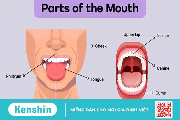 Khoang miệng: Cấu tạo, chức năng và các bệnh lý thường gặp 1