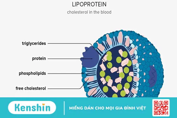 Lipoprotein: “Chìa khóa vàng” cho sức khỏe tim mạch