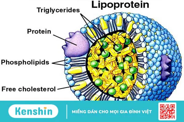 Lipoprotein: “Chìa khóa vàng” cho sức khỏe tim mạch