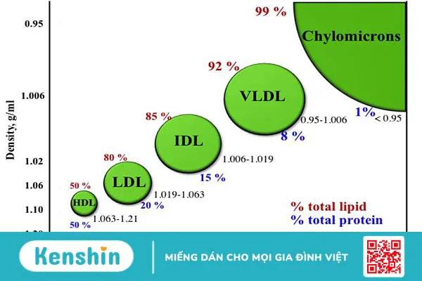 Lipoprotein: “Chìa khóa vàng” cho sức khỏe tim mạch